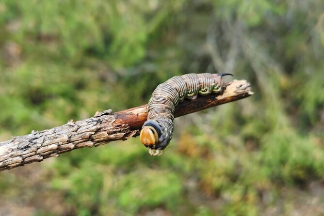 2-Day Small-Group Basic Skills Survival Course in Södermanland - Water collection and the logic of staying healthy