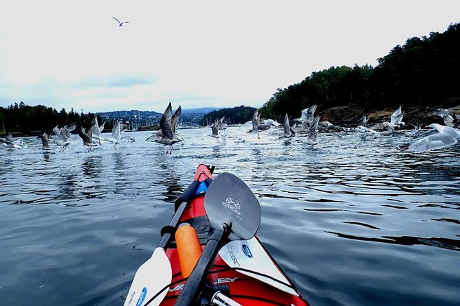 2- hour kayak trip on the Oslo Fjord - What the $117.91 price means
