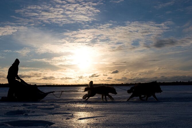 4hr Dog Sledding Tour under the Northern Lights - Through Gargia’s pine forest by headlamp