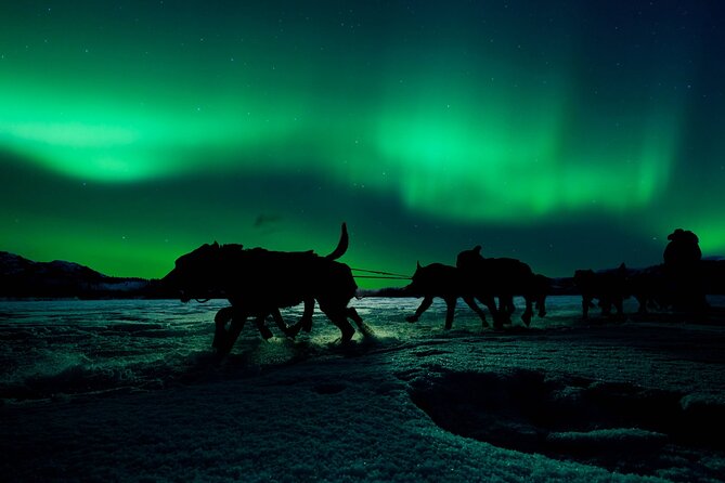 4hr Dog Sledding Tour under the Northern Lights - Learning to steer your husky team
