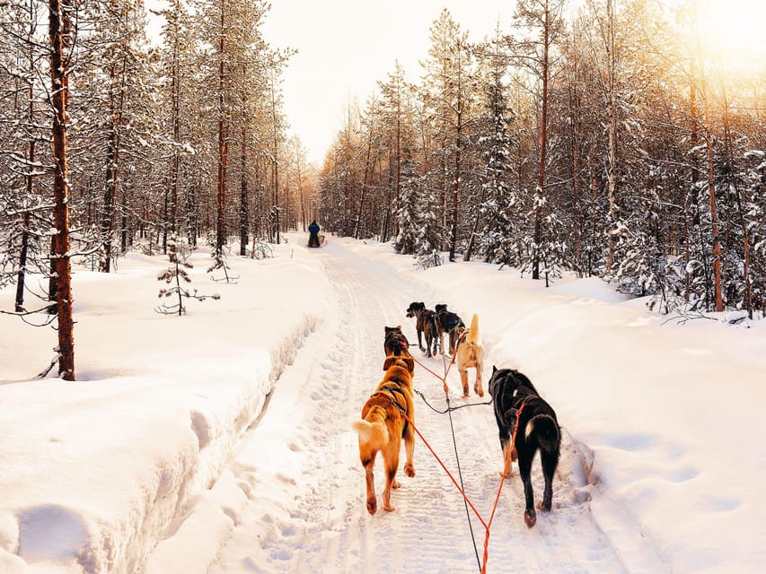 4hr Dog Sledding Trip on Finnmarksvidda - Key points to know before booking