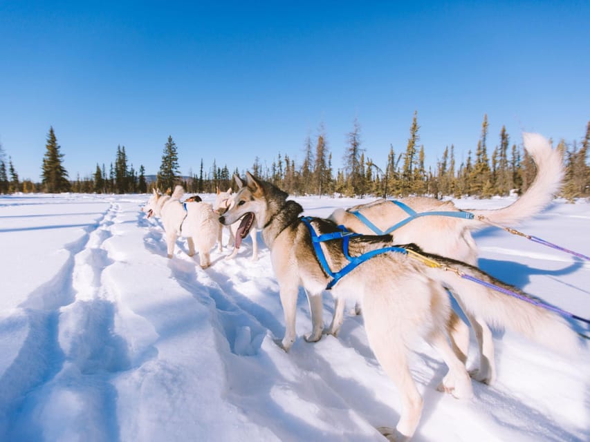 4hr Dog Sledding Trip on Finnmarksvidda - Should you book this Alta dog sledding trip?