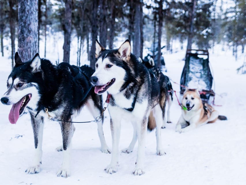 4hr Dog Sledding Trip on Finnmarksvidda - Taking the runners through the pine forest