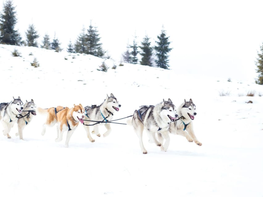 4hr Dog Sledding Trip on Finnmarksvidda - Reaching the open Finnmarksvidda plateau
