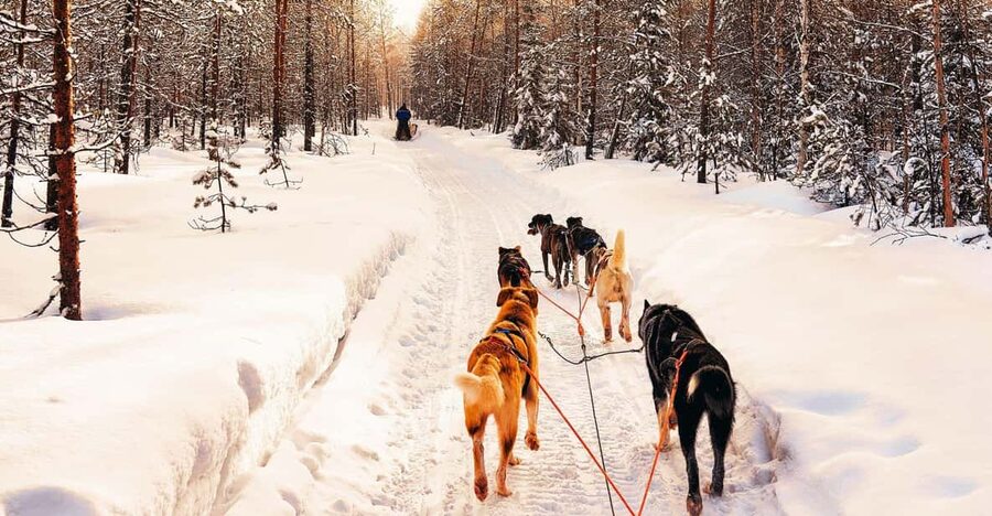 4hr Dog Sledding Trip on Finnmarksvidda - What the $340 price includes