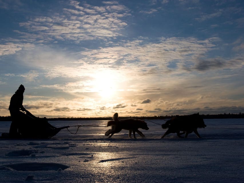 4hr Dog Sledding Trip on Finnmarksvidda - Who will enjoy this most