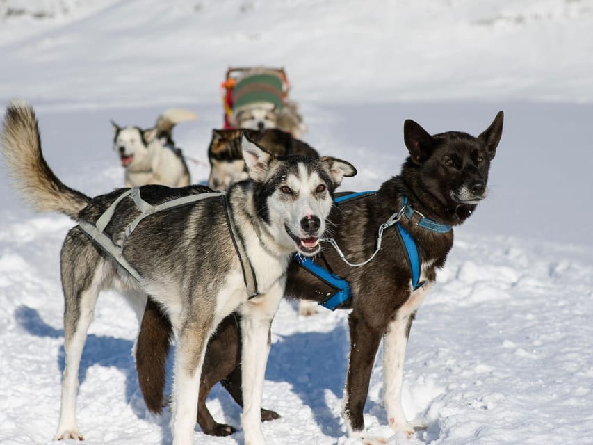 4hr Dog Sledding Trip on Finnmarksvidda - Practical advice for a smoother day