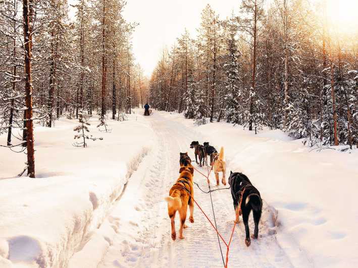 4hr Dog Sledding Trip on Finnmarksvidda - Meeting the huskies before the sled moves