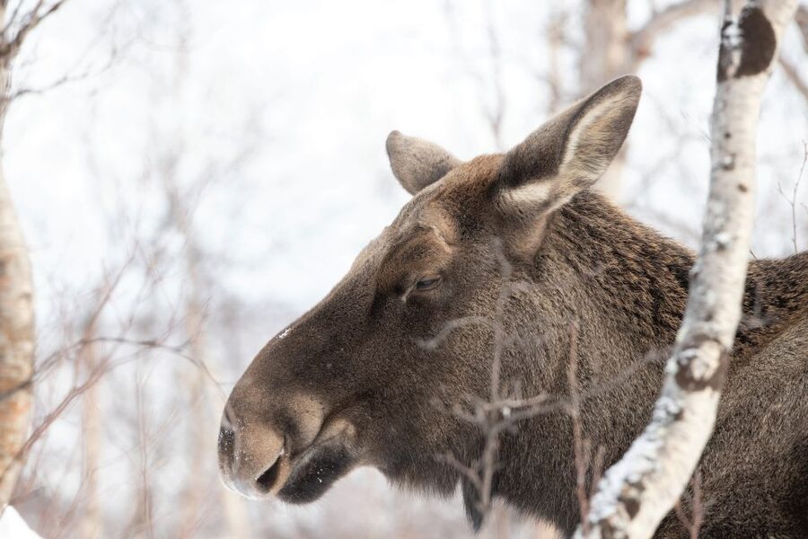 Abisko: Wilderness Snowshoe Hike - The first steps through the birch forest