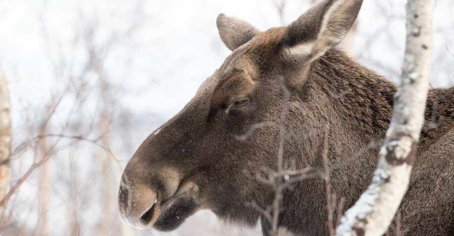 Abisko: Wilderness Snowshoe Hike - Is $88 a fair price?