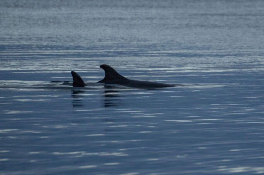 Alta: Alta Fjord Whale Watching Tour - Key points to know before you go