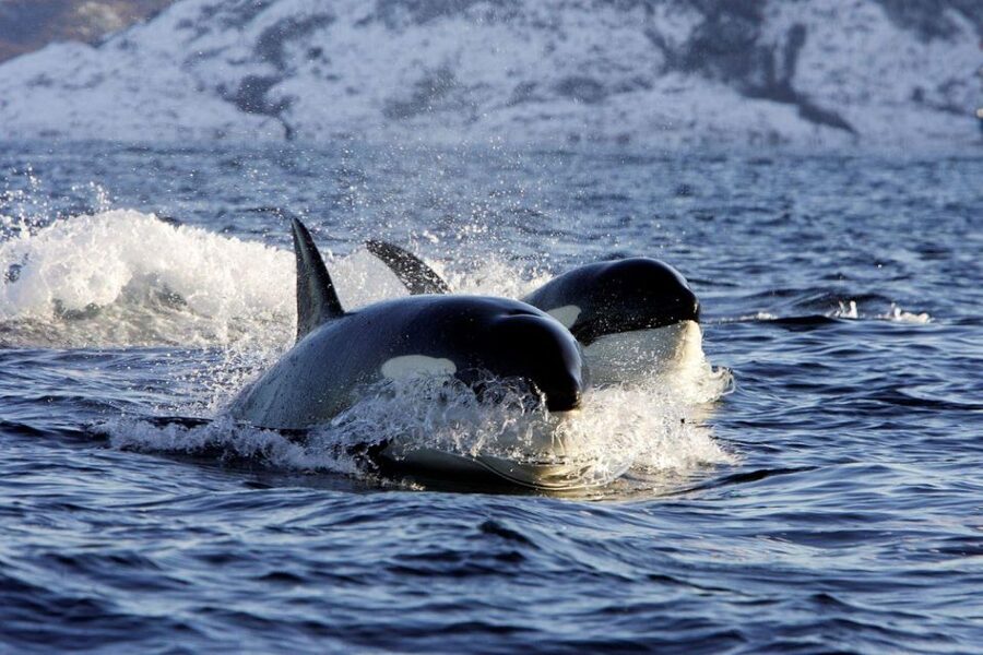 Alta: Alta Fjord Whale Watching Tour - The honest weather and wildlife policy