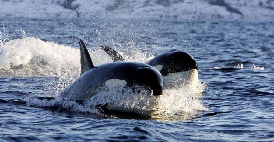 Alta: Alta Fjord Whale Watching Tour - Warm gear makes the winter timing manageable