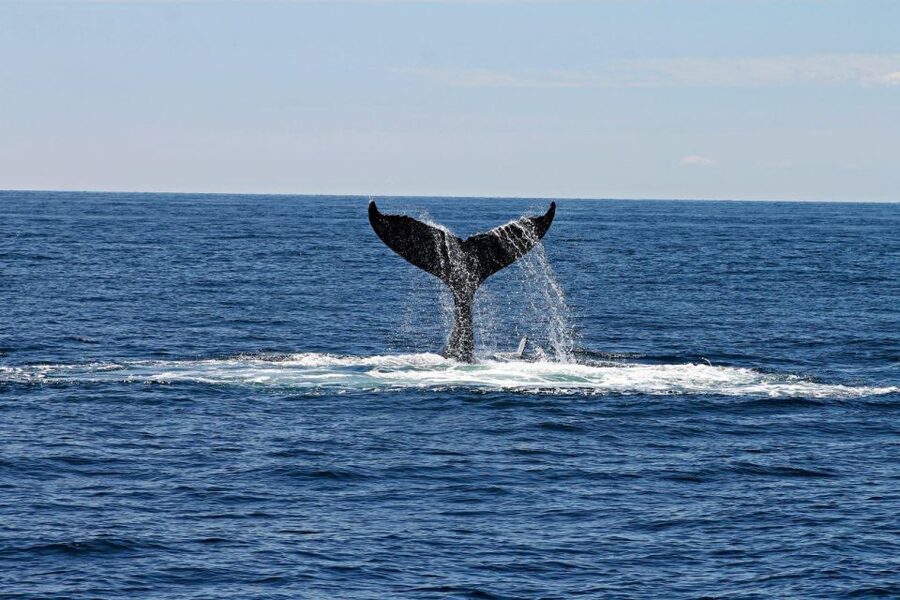 Alta: Alta Fjord Whale Watching Tour - Three and a half hours on the fjord