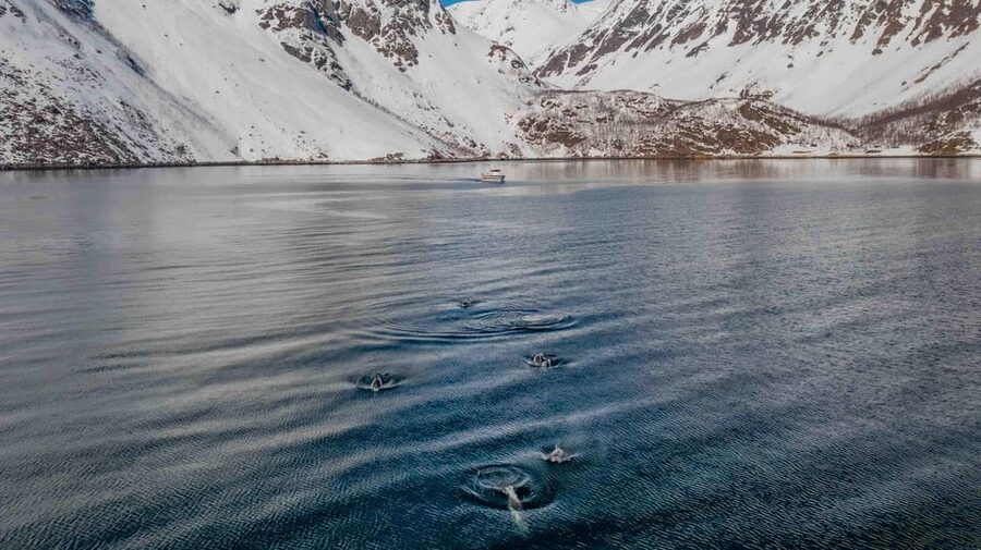 Alta: Altafjord Whale Watching in a Heated Boat - Key points to know before you go