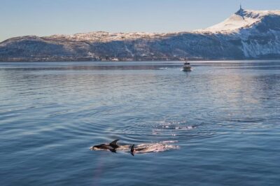 Altafjord Whale Watching in a Heated Boat