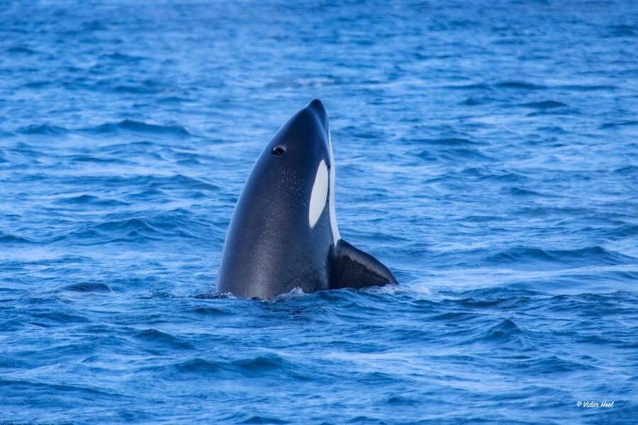 Alta: Altafjord Whale Watching in a Heated Boat - Valerie and the human side of the trip
