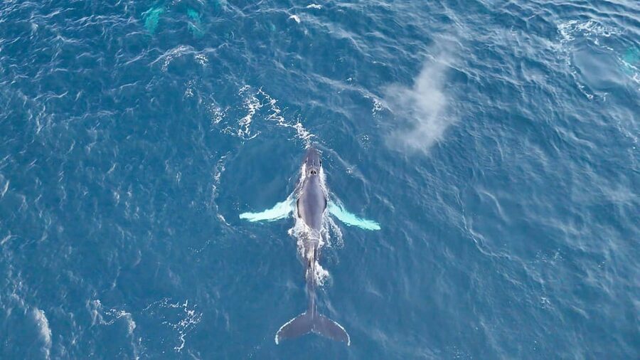 Alta: Altafjord Whale Watching in a Heated Boat - Arctic scenery between sightings