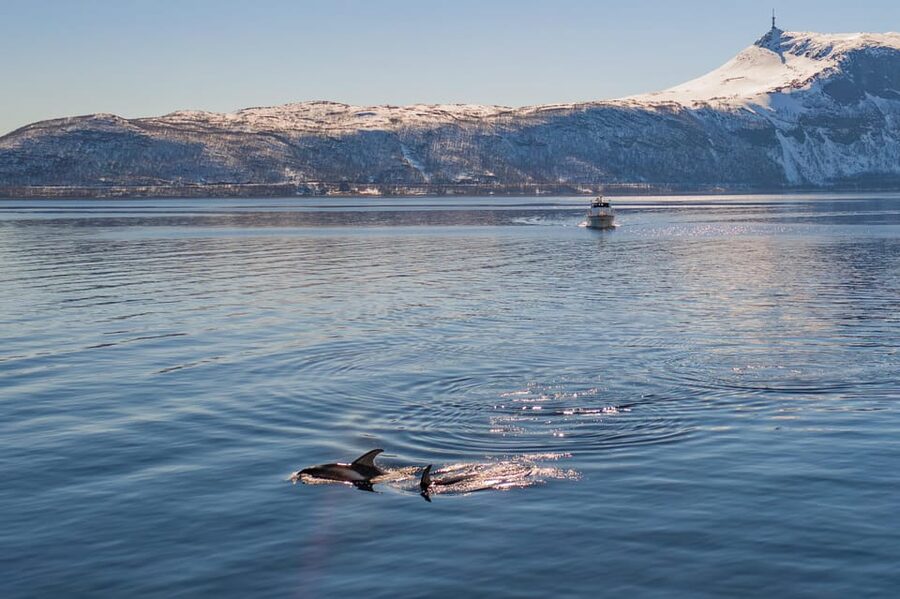 Alta: Altafjord Whale Watching in a Heated Boat - Why herring brings the whales close