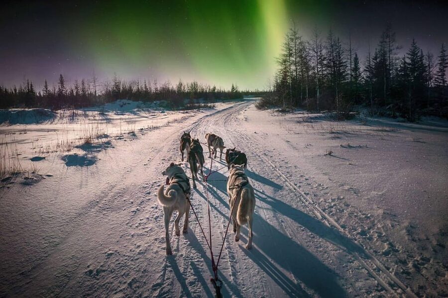 Alta: Dog Sledding Trip under the Northern Lights - Key points before you book