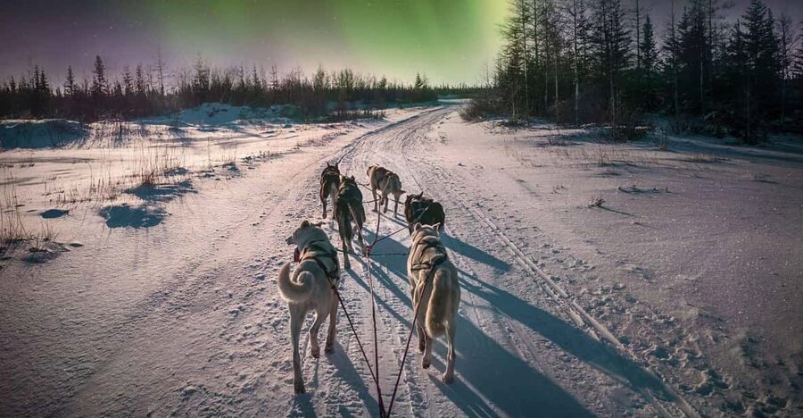 Alta: Dog Sledding Trip under the Northern Lights - Learning to drive before the dogs pull