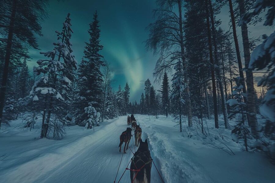 Alta: Dog Sledding Trip under the Northern Lights - Who will enjoy this most?