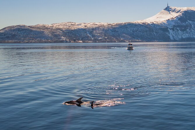 Alta Fjord Whale Watching on a Heated Boat - Why Alta Fjord is a good place to look for whales