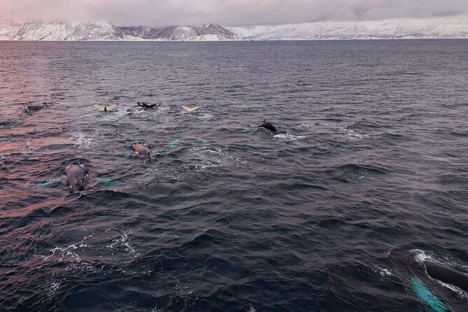 Alta Fjord Whale Watching on a Heated Boat - Staying warm without missing the action