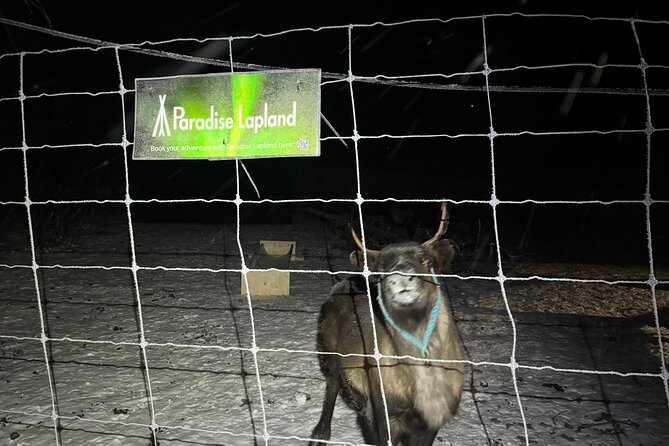 Arctic Adventure with Reindeer and Northern Lights Hunt 18:30 pm - Meeting the reindeer in winter