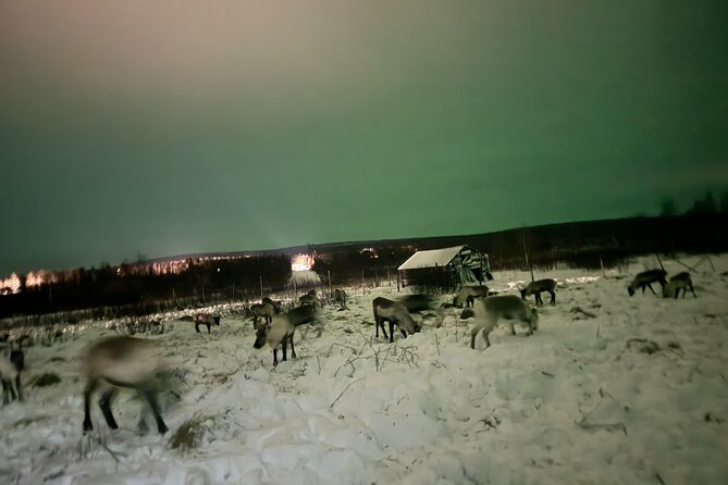 Arctic Adventure with Reindeer and Northern Lights Hunt 18:30 pm - What you learn about Sámi life