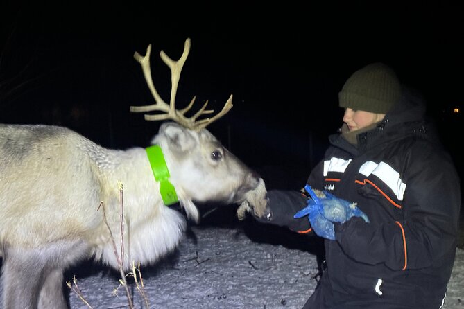 Arctic Adventure with Reindeer and Northern Lights Hunt 18:30 pm - Searching for the northern lights