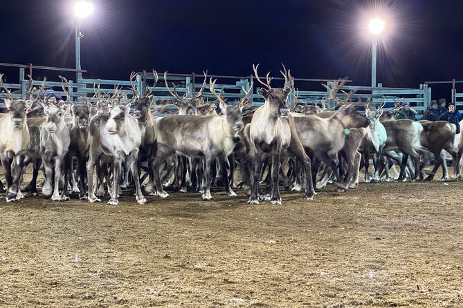 Arctic Adventure with Reindeer and Northern Lights Hunt 18:30 pm - Staying warm for the outdoor stop