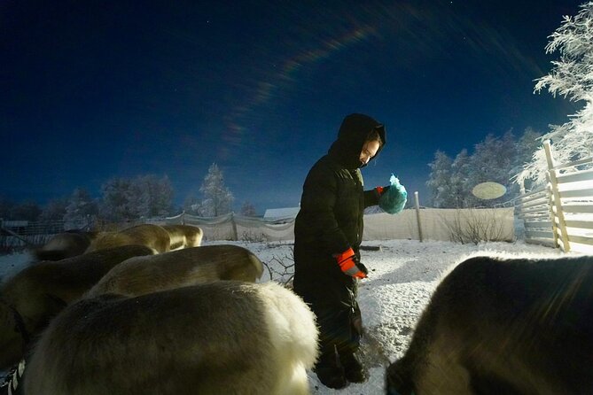 Arctic Adventure with Reindeer and Northern Lights Hunt 18:30 pm - Who will enjoy this evening most