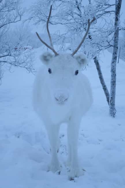 Arctic Dream - Snowmobile Safari to Lapland Viewpoint - Is $339 a fair price?