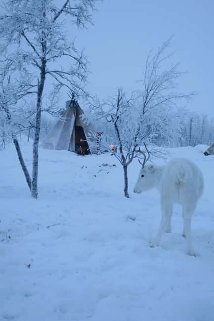 Arctic Dream - Snowmobile Safari to Lapland Viewpoint - Practical details that affect your booking