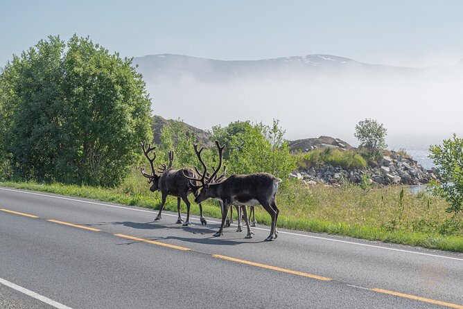 Arctic Fjord Roadtrip with Scenic Picnic from Tromso - Photos included, not just phone snapshots