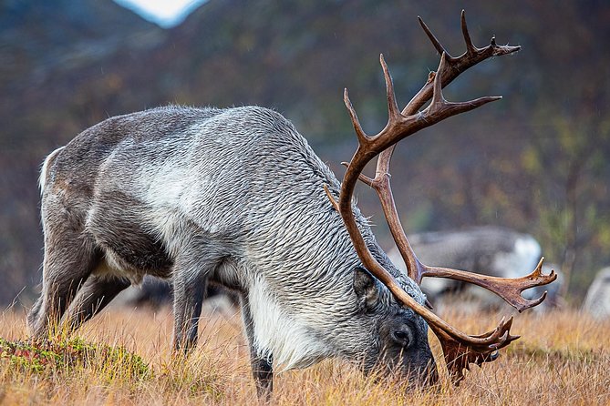 Arctic Nature Tour from Tromsø by minibus - How bad weather can change the experience