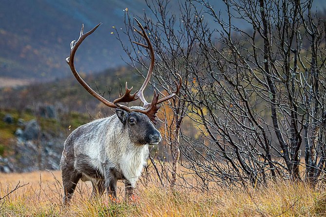 Arctic Nature Tour from Tromsø by minibus - A moving route through fjords, beaches, and Arctic villages