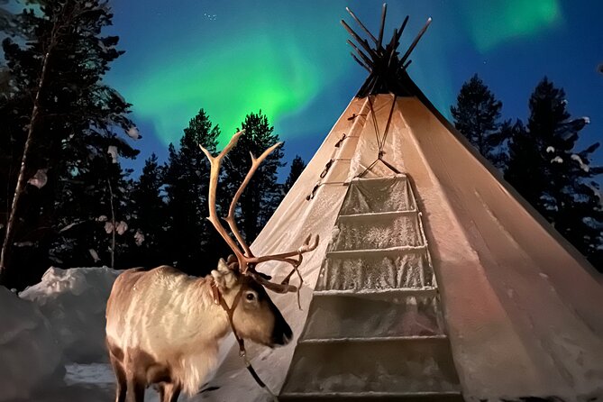 Aurora Hunting with Reindeer Caravan - Meeting the reindeer before the ride