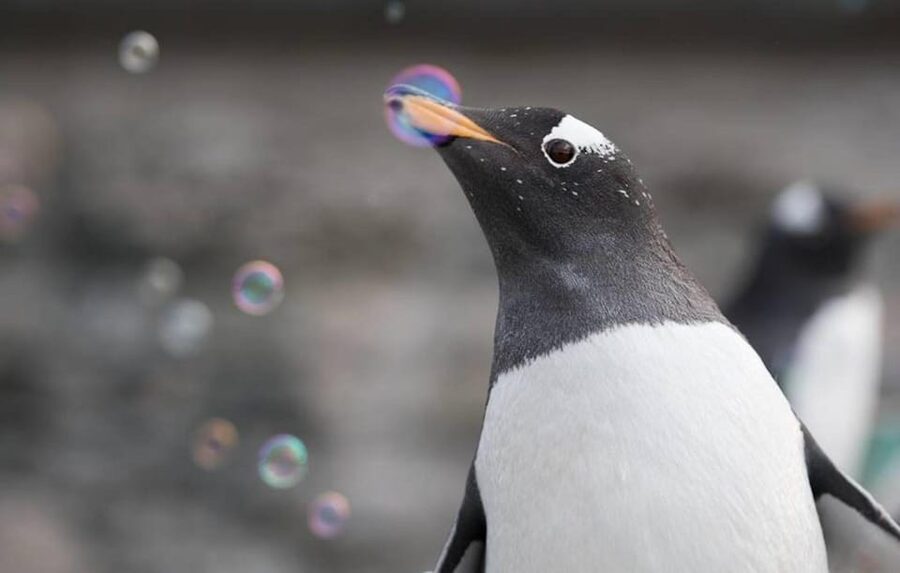 Bergen: Bergen Aquarium Entry Ticket - Key points to know before you go