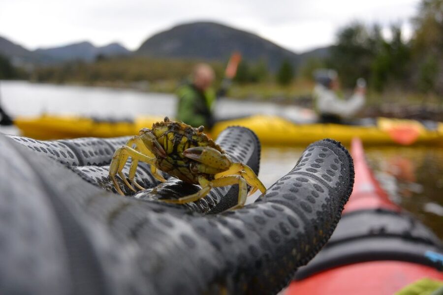Bergen: Guided Fishing Tour with Outdoor Cooking - What the $253 price really covers