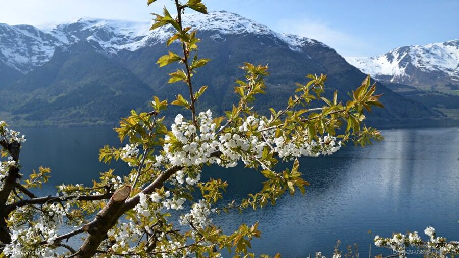 Bergen: Hardangerfjord, Voss Gondola & 3 Great Waterfalls - The minibus, guide, and pace