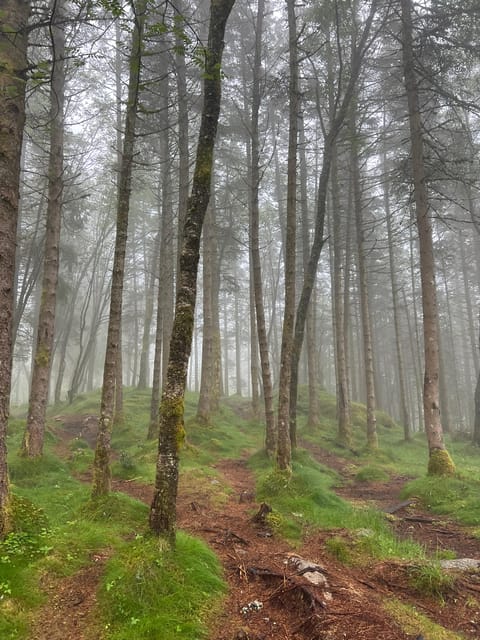 Bergen Magical Nature Tour | ViFlowExperience - Who should book this Fløyen experience?