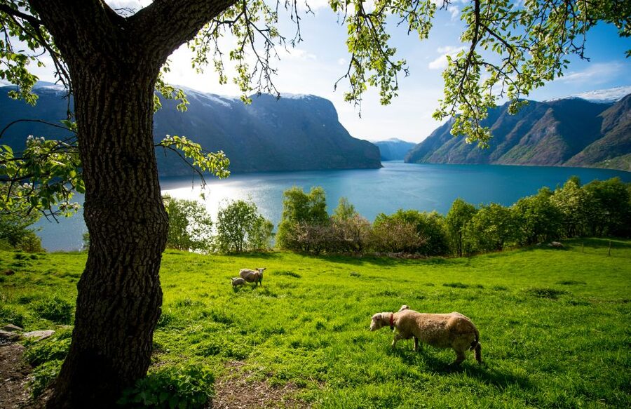 Bergen: Viking Village, Nærøyfjord Cruise & Flåm Railway - Riding the Flåm Railway to Myrdal