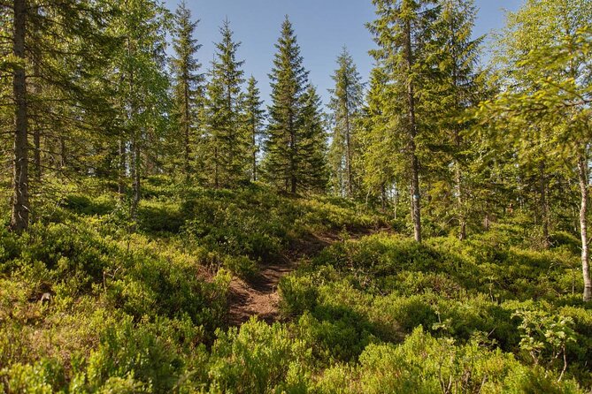 Best View of the Oslofjord Hike - Frognerseteren: where the city gives way to trees