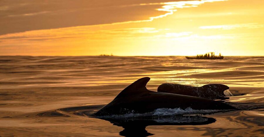 Bleik: Whale Watching by Speedboat with Puffins and Muffins - Key points to know before you book