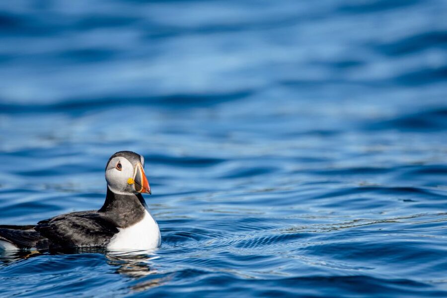 Bleik: Whale Watching by Speedboat with Puffins and Muffins - Practical details at a glance