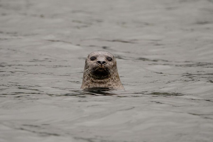 Bleik: Whale Watching by Speedboat with Puffins and Muffins - Why Bleik is a strong base for whale watching