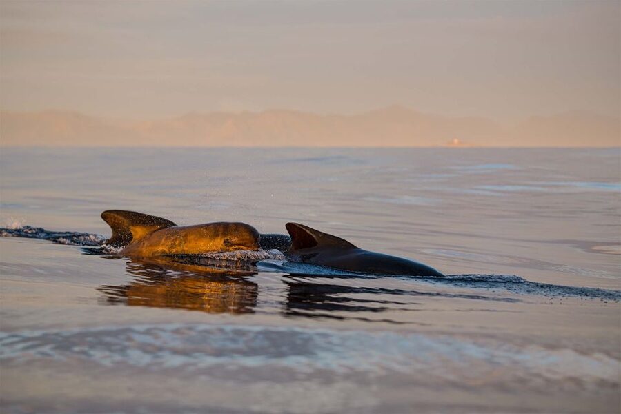 Bleik: Whale Watching by Speedboat with Puffins and Muffins - The RIB ride to Bleik Canyon