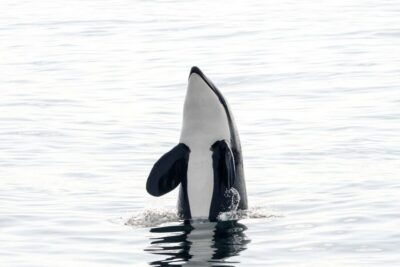 Whale Watching by Speedboat with Puffins and Muffins